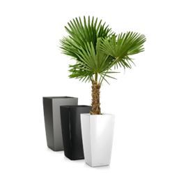 Trachycarpus 1,5m in vaas H75 - 170-190 cm