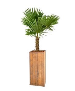 Trachycarpus 1,5m in houten zuil - 200-220 cm