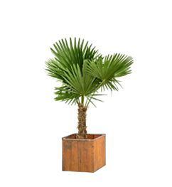 Trachycarpus 1,5m in houten bak - 120-150 cm