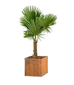 Trachycarpus 3m in houten bak - 280-300 cm