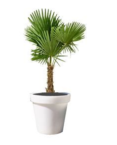 Trachycarpus 3m in verlichte pot - 300 cm