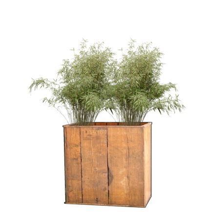 Bamboe fargesia in lange houten bak - 170-190 cm