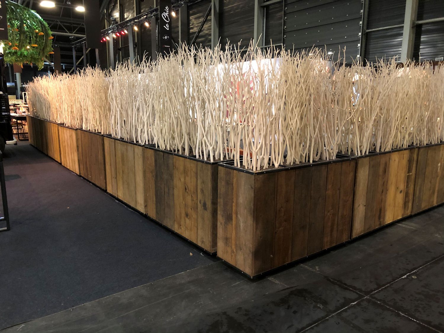 Mitsumata in lange houten bak - 180-190 cm