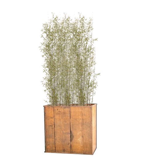 Bamboe 2m in lange houten bak - 300 cm