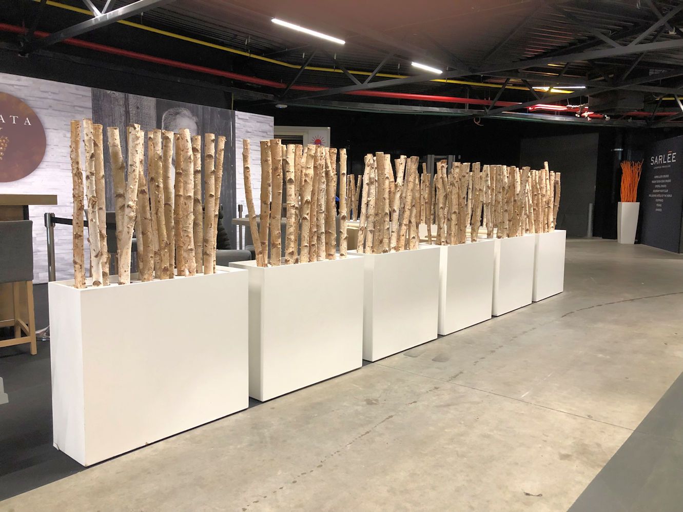 Berkenstammen in lange witte bak - 160-180 cm