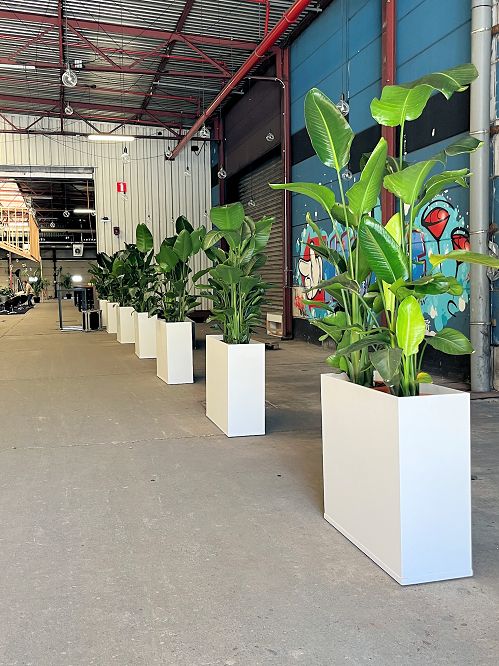 Strelitzia in lange witte bak - 160-180 cm