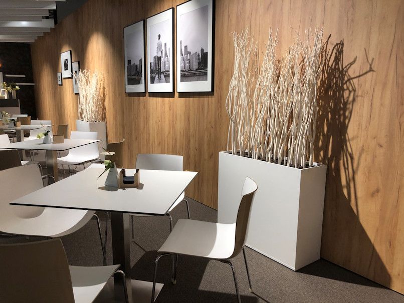 Berkentakken in lange witte bak - 160-180 cm