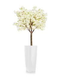 Bloesemboom in vaas H95 - 300 / 320  cm