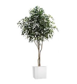 Ficus in standaard vierkante pot - 300-330 cm