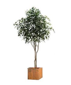 Ficus in houten bak - 300-330 cm