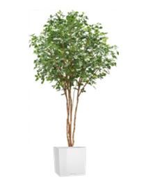 Beuk in standaard vierkante pot - 300-330 cm