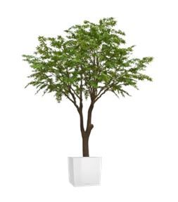 Acer in standaard vierkante pot - 300 cm