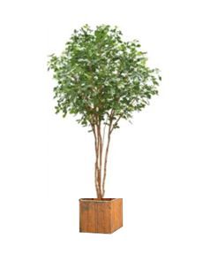 Beuk in houten bak - 300-330 cm