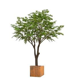 Acer in houten bak - 300 cm