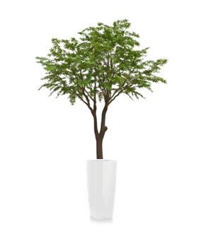 Acer in vaas H95 - 350  cm