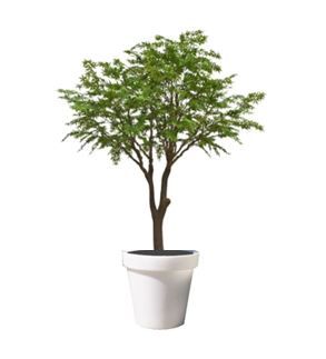 Acer in verlichte pot - 350 cm