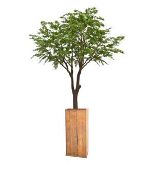 Acer in houten zuil - 350 cm