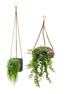 Hangplant met echte plant in pot/mand