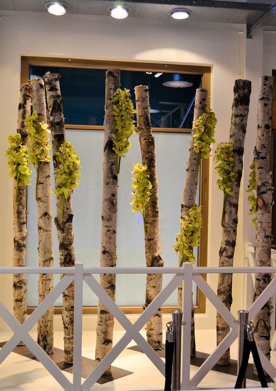 Berkenstammen op voet 120b