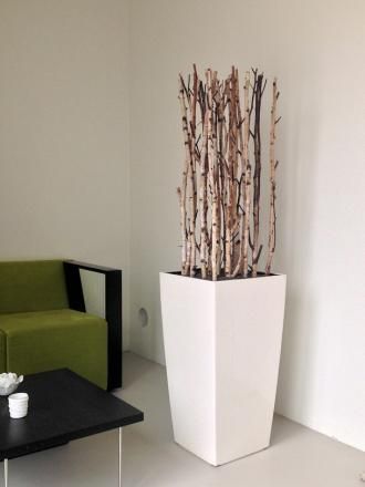 Berkentakken in vaas H75 - 180 cm