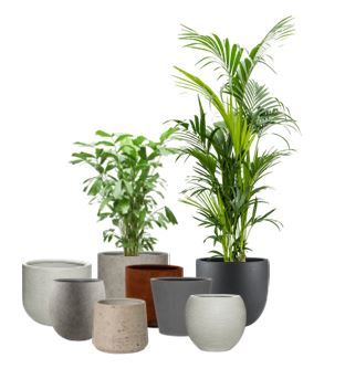 Mix planten in mix natuurlijke pot
