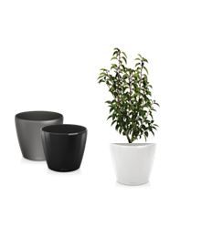 Prunus in standaard pot - 100-120 cm