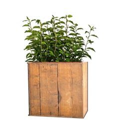 Prunus in lange houten bak - 160 cm
