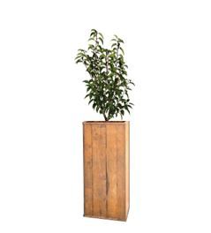 Prunus in houten zuil - 160 cm