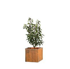 Prunus in houten bak - 100-120 cm