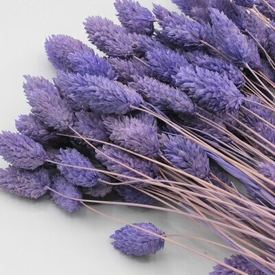 Trockenblumen, Phalaris, violet