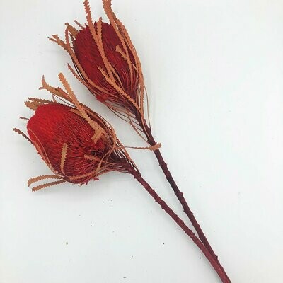 Trockenblumen, Banksie, rot