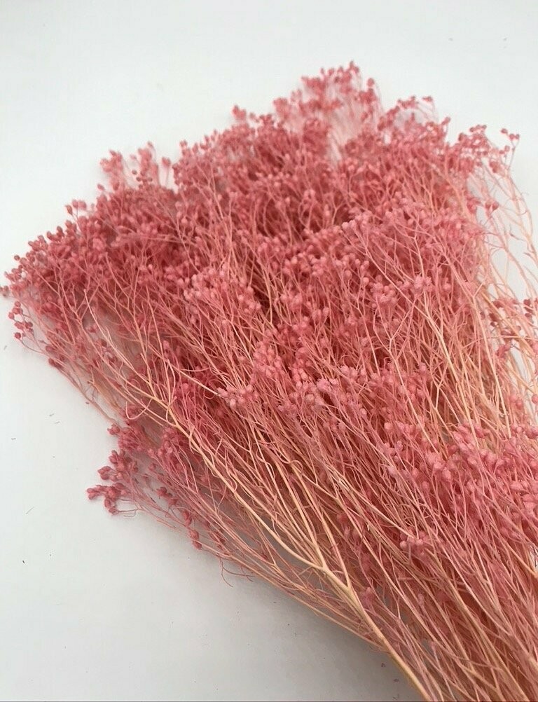 Trockenblumen, Broom Bloom, rosa