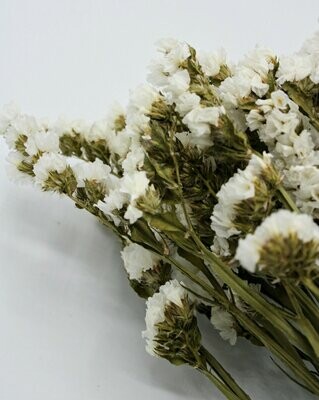 Trockenblumen, Statice, natural white