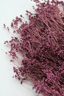 Trockenblumen, Broom Bloom, violet