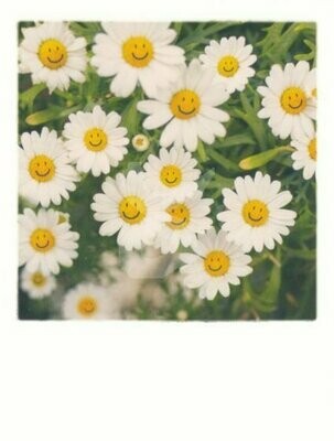 Polaroid, Smiling daisies