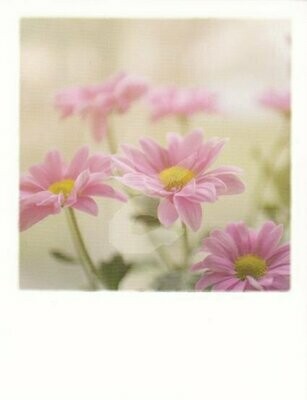 Polaroid, Frühlingsblumen