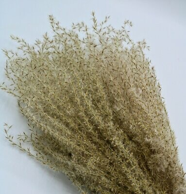 Trockenblumen, Fluffy reed grass, natural