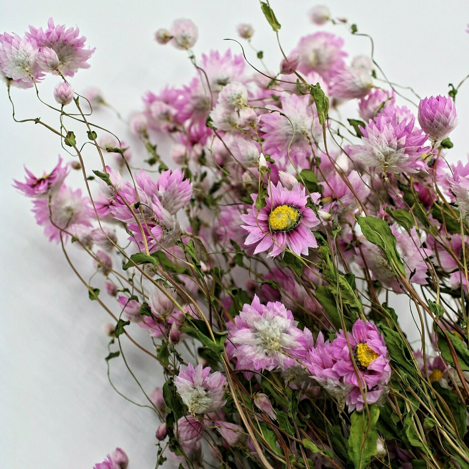 Trockenblumen, Rhodante, natural pink