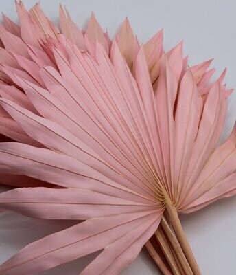 Trockenblumen, Bundle Palme, light pink