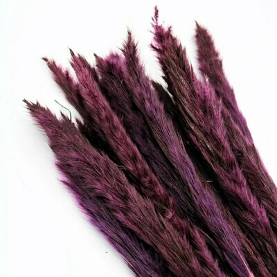 Trockenblumen, Mini Pampasgras, violet
