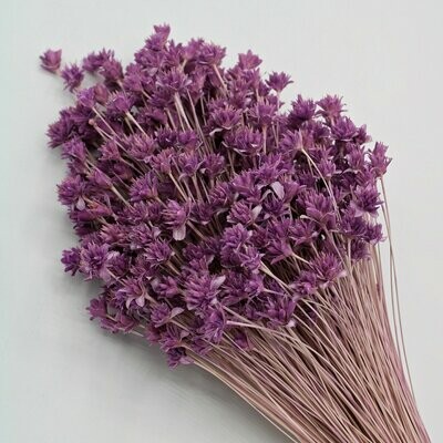 Trockenblumen, Hill Flower, violet
