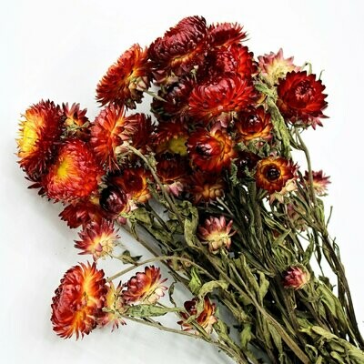 Trockenblumen, Strohblumen, natural red