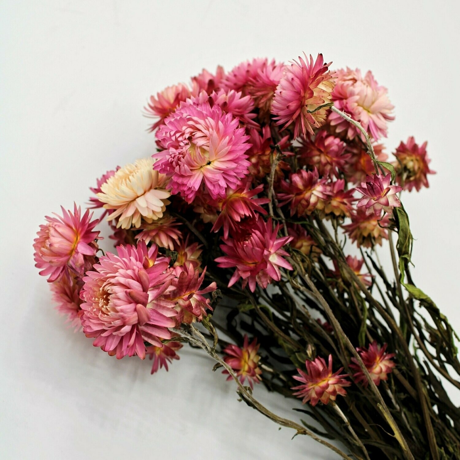 Trockenblumen, Strohblumen , natural pink