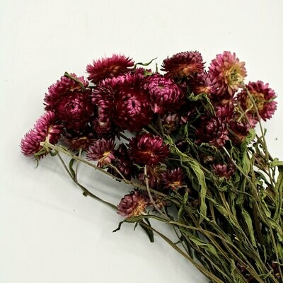 Trockenblumen, Strohblumen, natural dark pink