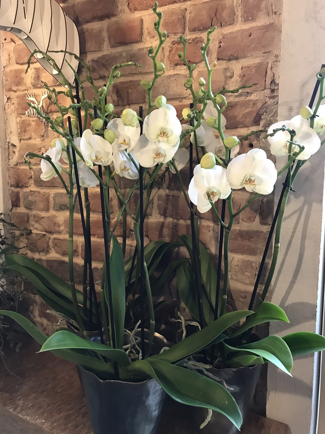 Riesen Orchidee in weiß mit Anthrazit Übertopf