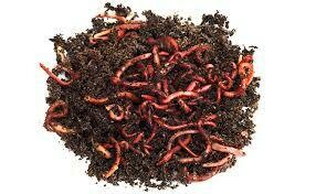 100% Pure Red Worms - 2 lbs (Red Wigglers/Eisenia Fetida)