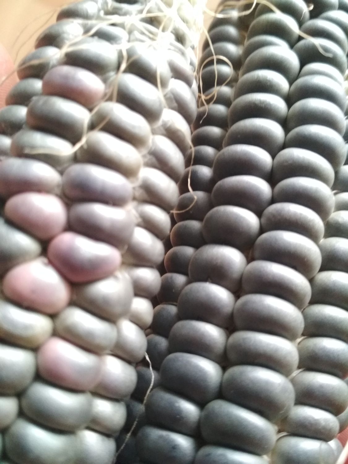 Kukurydza Niebieska Indian Blue Hopi Nasiona