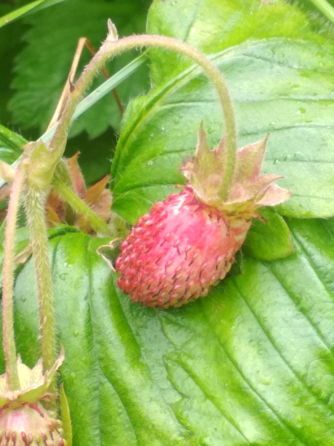 Poziomka Wysoka (Fragaria Moschata)
