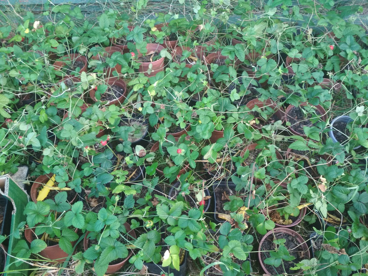 Poziomkówka Indyjska (Duchesna Indica)