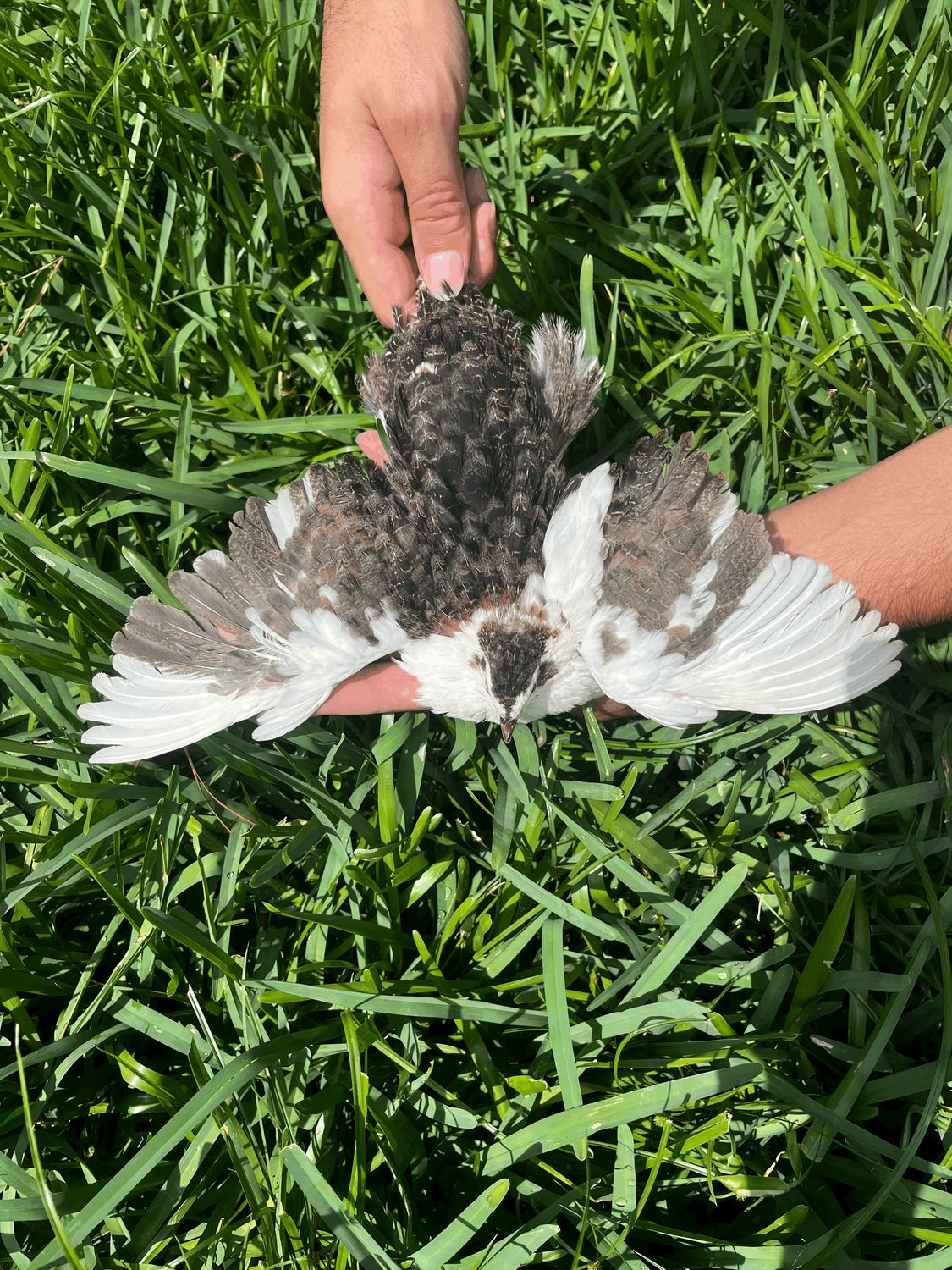 True Blue Celadon Hatching Eggs